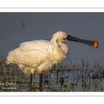 Spatule blanche (Platalea leucorodia - Eurasian Spoonbill)