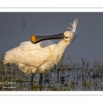 Spatule blanche (Platalea leucorodia - Eurasian Spoonbill)