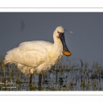 Spatule blanche (Platalea leucorodia - Eurasian Spoonbill)