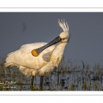 Spatule blanche (Platalea leucorodia - Eurasian Spoonbill)