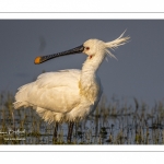 Spatule blanche (Platalea leucorodia - Eurasian Spoonbill)