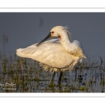 Spatule blanche (Platalea leucorodia - Eurasian Spoonbill)