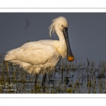 Spatule blanche (Platalea leucorodia - Eurasian Spoonbill)