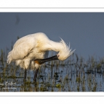 Spatule blanche (Platalea leucorodia - Eurasian Spoonbill)