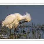 Spatule blanche (Platalea leucorodia - Eurasian Spoonbill)