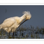 Spatule blanche (Platalea leucorodia - Eurasian Spoonbill)