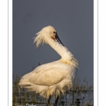 Spatule blanche (Platalea leucorodia - Eurasian Spoonbill)