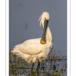 Spatule blanche (Platalea leucorodia - Eurasian Spoonbill)