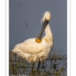 Spatule blanche (Platalea leucorodia - Eurasian Spoonbill)