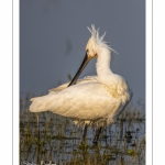 Spatule blanche (Platalea leucorodia - Eurasian Spoonbill)