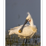 Spatule blanche (Platalea leucorodia - Eurasian Spoonbill)