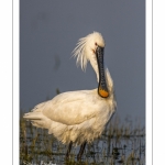 Spatule blanche (Platalea leucorodia - Eurasian Spoonbill)