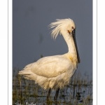 Spatule blanche (Platalea leucorodia - Eurasian Spoonbill)