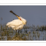 Spatule blanche (Platalea leucorodia - Eurasian Spoonbill)