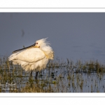 Spatule blanche (Platalea leucorodia - Eurasian Spoonbill)