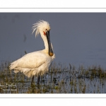 Spatule blanche (Platalea leucorodia - Eurasian Spoonbill)