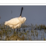 Spatule blanche (Platalea leucorodia - Eurasian Spoonbill)