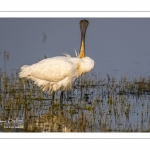 Spatule blanche (Platalea leucorodia - Eurasian Spoonbill)