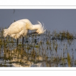 Spatule blanche (Platalea leucorodia - Eurasian Spoonbill)