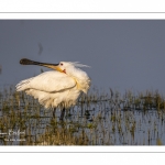 Spatule blanche (Platalea leucorodia - Eurasian Spoonbill)