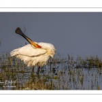 Spatule blanche (Platalea leucorodia - Eurasian Spoonbill)