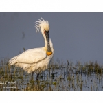 Spatule blanche (Platalea leucorodia - Eurasian Spoonbill)