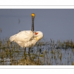 Spatule blanche (Platalea leucorodia - Eurasian Spoonbill)