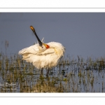 Spatule blanche (Platalea leucorodia - Eurasian Spoonbill)