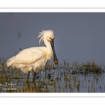 Spatule blanche (Platalea leucorodia - Eurasian Spoonbill)