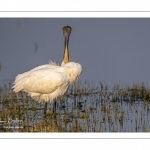 Spatule blanche (Platalea leucorodia - Eurasian Spoonbill)