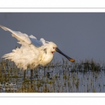 Spatule blanche (Platalea leucorodia - Eurasian Spoonbill)