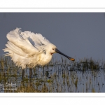 Spatule blanche (Platalea leucorodia - Eurasian Spoonbill)