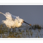 Spatule blanche (Platalea leucorodia - Eurasian Spoonbill)