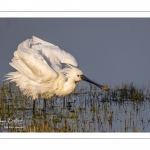 Spatule blanche (Platalea leucorodia - Eurasian Spoonbill)