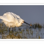 Spatule blanche (Platalea leucorodia - Eurasian Spoonbill)