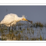 Spatule blanche (Platalea leucorodia - Eurasian Spoonbill)