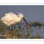 Spatule blanche (Platalea leucorodia - Eurasian Spoonbill)