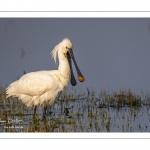 Spatule blanche (Platalea leucorodia - Eurasian Spoonbill)