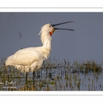 Spatule blanche (Platalea leucorodia - Eurasian Spoonbill)