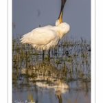 Spatule blanche (Platalea leucorodia - Eurasian Spoonbill)