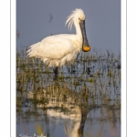 Spatule blanche (Platalea leucorodia - Eurasian Spoonbill)