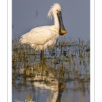 Spatule blanche (Platalea leucorodia - Eurasian Spoonbill)