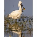 Spatule blanche (Platalea leucorodia - Eurasian Spoonbill)