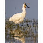 Spatule blanche (Platalea leucorodia - Eurasian Spoonbill)