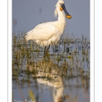 Spatule blanche (Platalea leucorodia - Eurasian Spoonbill)