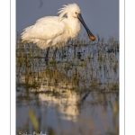 Spatule blanche (Platalea leucorodia - Eurasian Spoonbill)