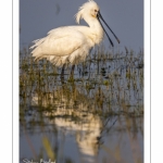 Spatule blanche (Platalea leucorodia - Eurasian Spoonbill)