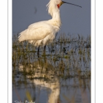 Spatule blanche (Platalea leucorodia - Eurasian Spoonbill)