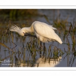 Spatule blanche (Platalea leucorodia - Eurasian Spoonbill)