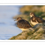 Tournepierre à collier (Arenaria interpres, Ruddy Turnstone)